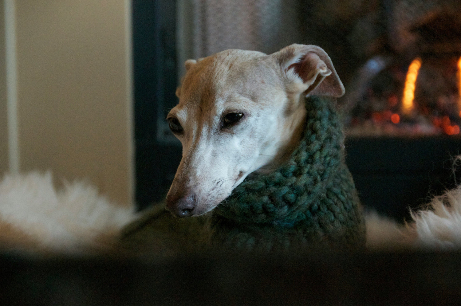 Clothing and Accessories (for Humans)